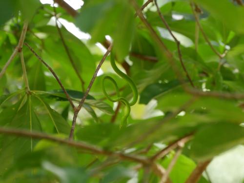 Khao Sok Nationalpark - Grüne Viper